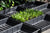 Seed tray 37,5 x 23 x 6 cm – set a 12