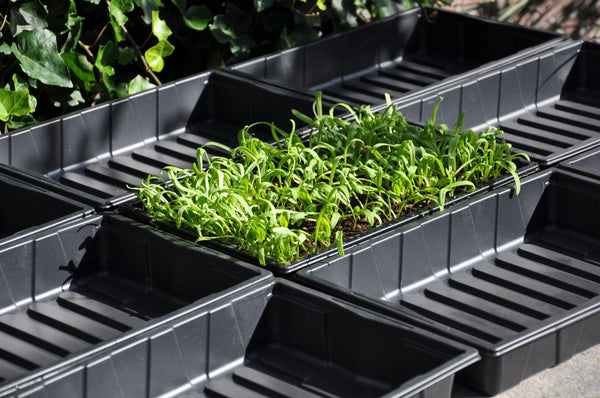 Seed tray 37,5 x 23 x 6 cm – set a 12