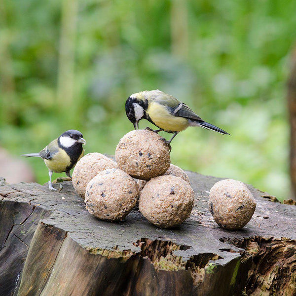 Bird Protection - Fat Balls with Insects 30 Pieces (Bucket) 