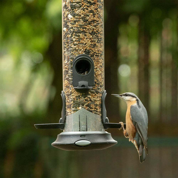 Bird protection - Premium HI-ENERGY MIX