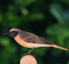 DecoBird - Redstart