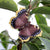 DecoButterfly - Mourning cloak