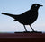 Silhouette - Blackbird