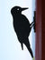 Vogelsilhouet Bonte Specht – Metalen Tuindecoratie voor Schutting & Balkon | Wildlife Garden
