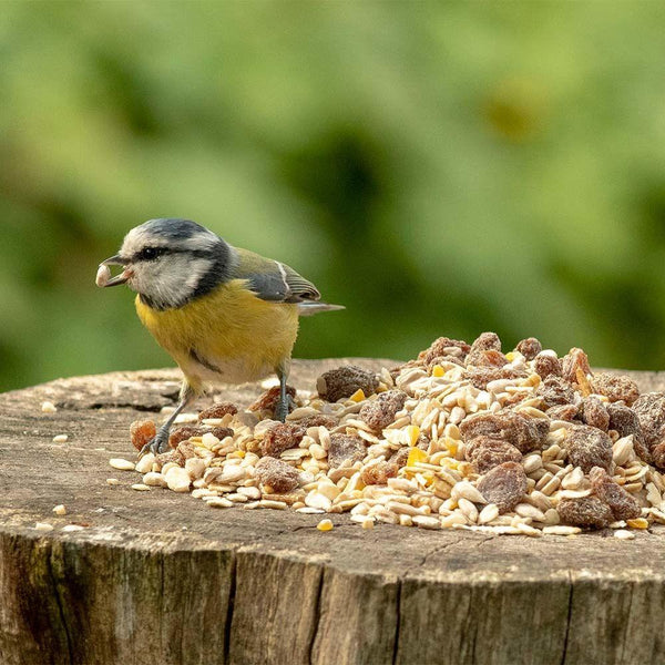 Vogelbescherming - Roodborstjesvoer