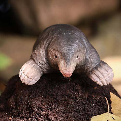 DecoBird - European Mole