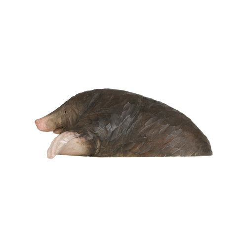 DecoBird - European Mole