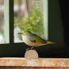 DecoBird Maori-Brillenvogel