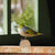 DecoBird Maori-Brillenvogel