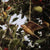 DecoBird - Fliegende Feldlerche