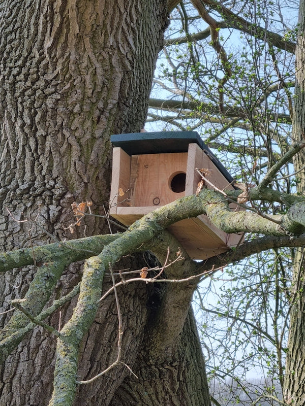 CaptureWILD - Little Owl