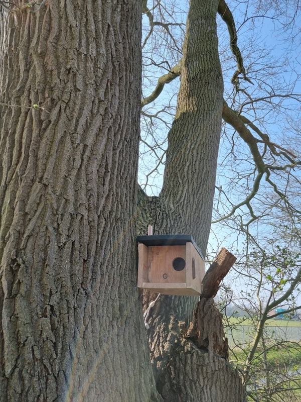 CaptureWILD - Little Owl