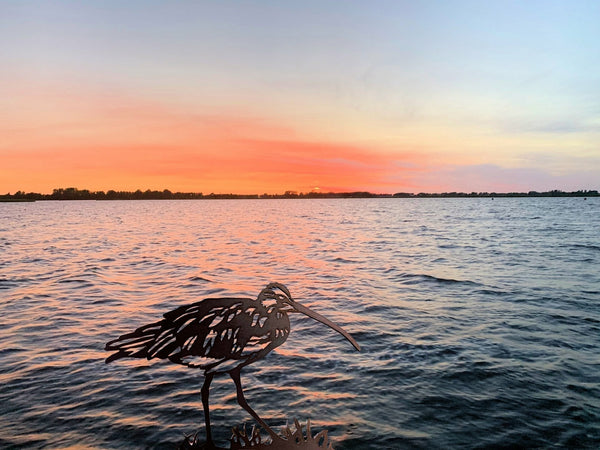 Birdwise - Brachvogel