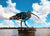 Birdwise - Curlew