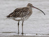 Birdwise - Curlew