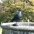 Wildlife Garden - Cast Iron Sculpture Pigeon