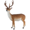 Staand sikahert L