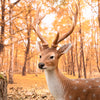 Standing sika deer L