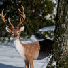 Standing sika deer L