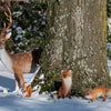 Standing sika deer L