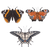 Butterflies