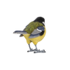 Koolmees