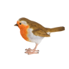 Robin