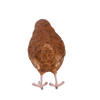 Winterkönig