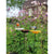 Vogelvoederschaal Korenbloem op tuinsteker – blauw, 72 cm