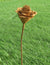 ROST - Rostblume 90.HT90822-0