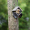 Pindakaashuis oud hout
