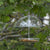 Acrylic robin bird feeder