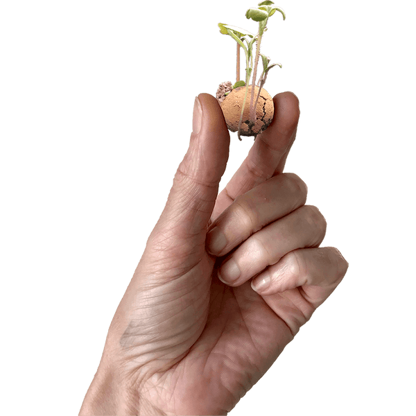 Blossombs - blister 1