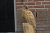 Houtsculptuur arend