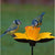 Narcissus Bird Feeder 