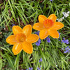 Narcissus Bird Feeder 