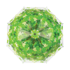 Schirmbaumkrone