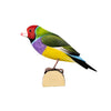 DecoBird - Gould's Finch