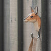 Wildlife Garden - Deer Clothes Hook