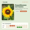 Wat groeit er uit zaadbommen zonnebloemmix, met zaai- en bloeikalender