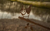 Birdwise - Kuifmees