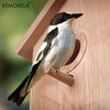 Peep Vogelhaus mit Spionagefolie