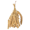 panicle millet