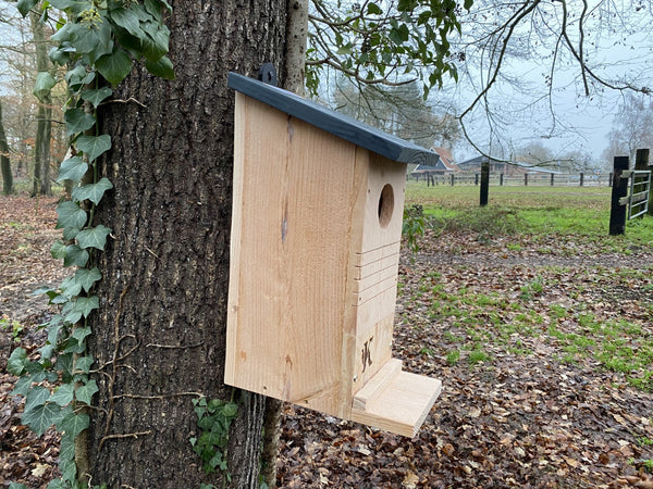 Kooprijk - Squirrel