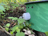CaptureWILD - Hedgehog