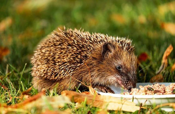 Organic pate for hedgehogs
