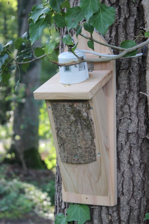 CaptureWILD - Baumläufer