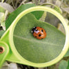 Magnifying glass