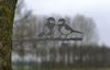 Birdwise - Kohlmeisenpaar