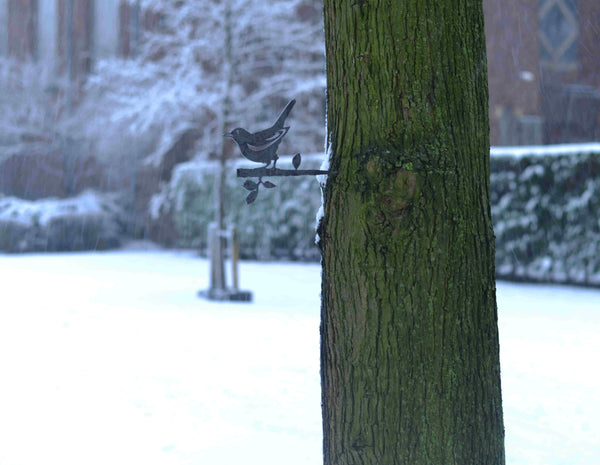 Birdwise - Blackbird